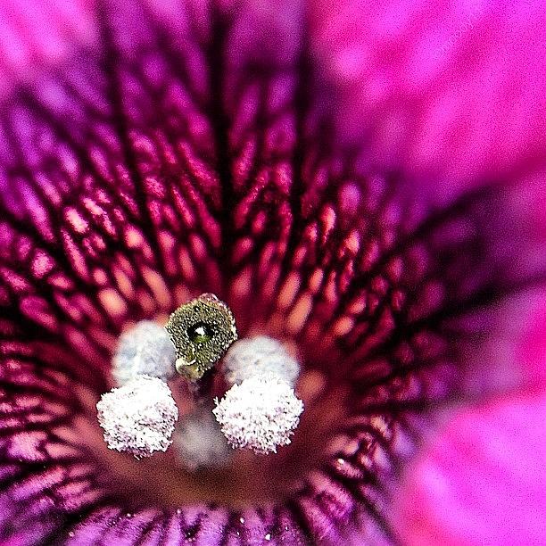 Petunia Puffs For The #macro_power_hour Photograph by Rebekah Moody