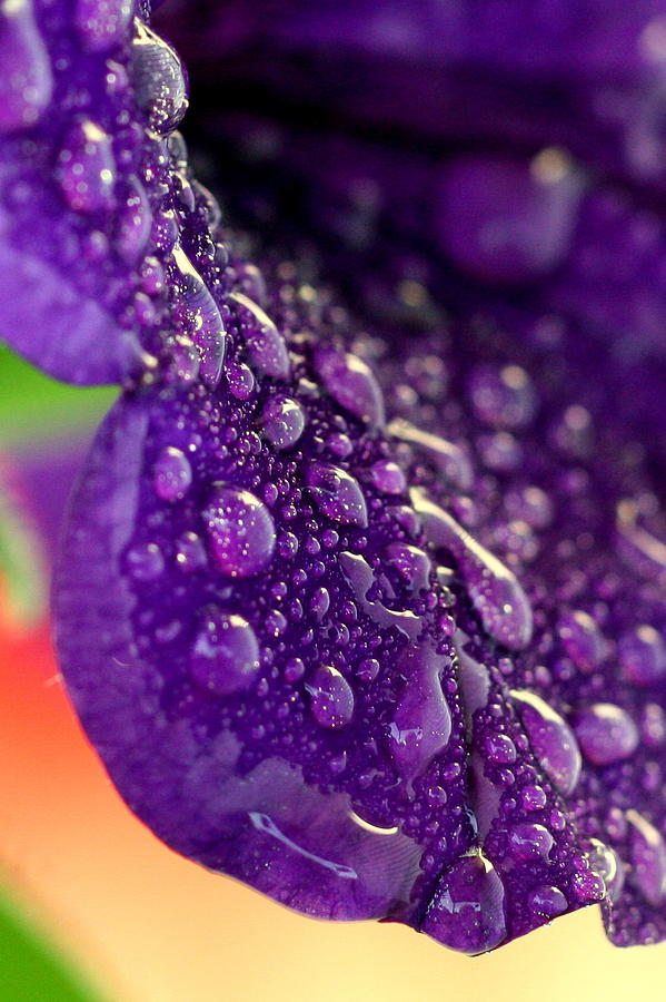 Petunia Raindrops Photograph by Suzanne Stout
