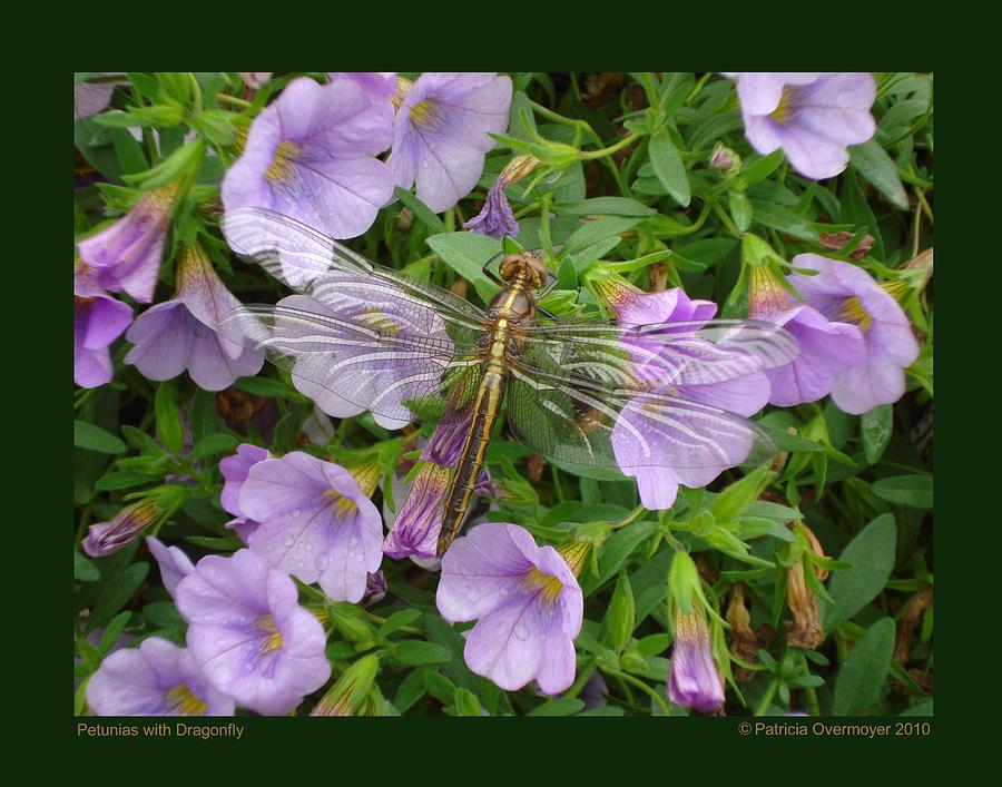 Petunias with Dragonfly Photograph by Patricia Overmoyer