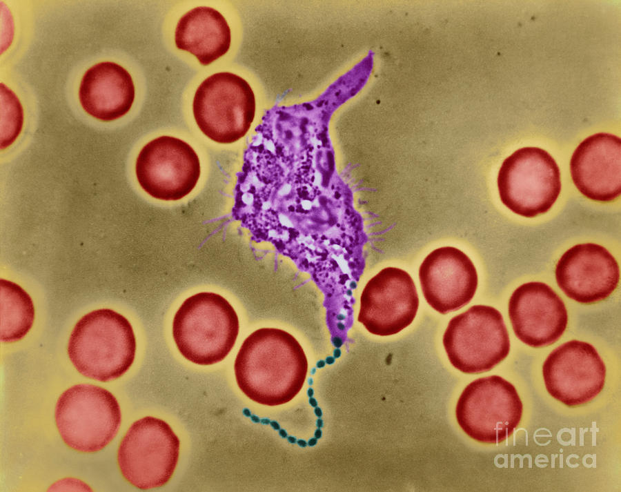 Phagocytosis Photograph by Omikron