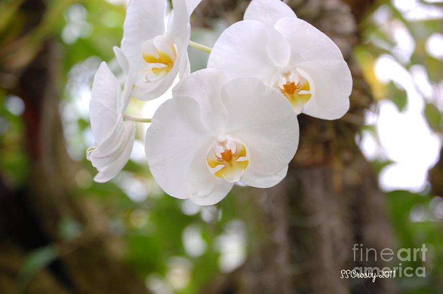 Phalaenopsis aphrodite moon orchid Photograph by Susan Stevens Crosby