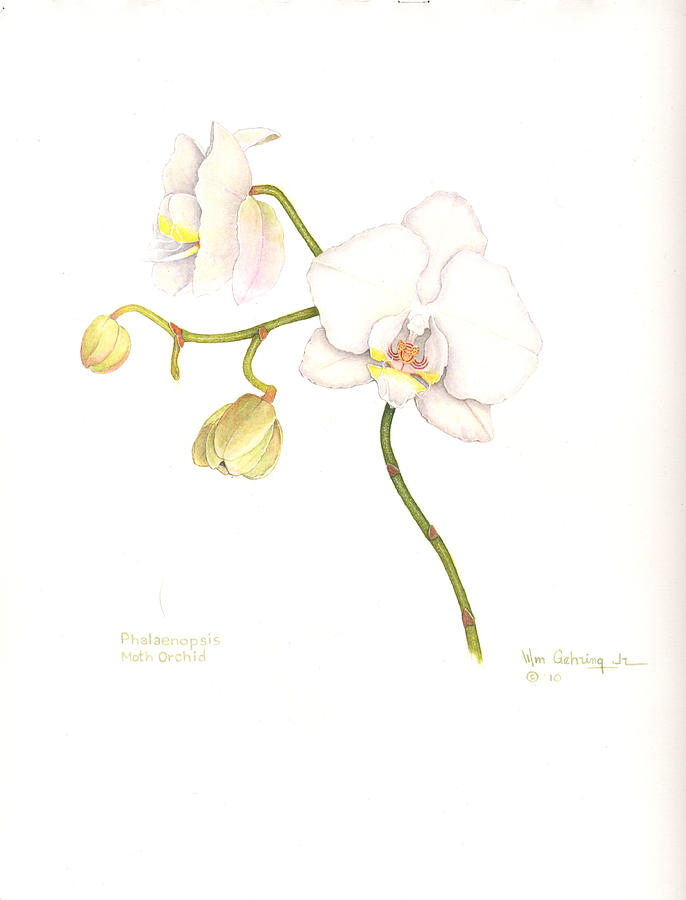 Orchid Painting - Phalaenopsis Moth Orchid by Bill Gehring Orchid Painting - Phalaenopsis Moth Orchid by Bill Gehring