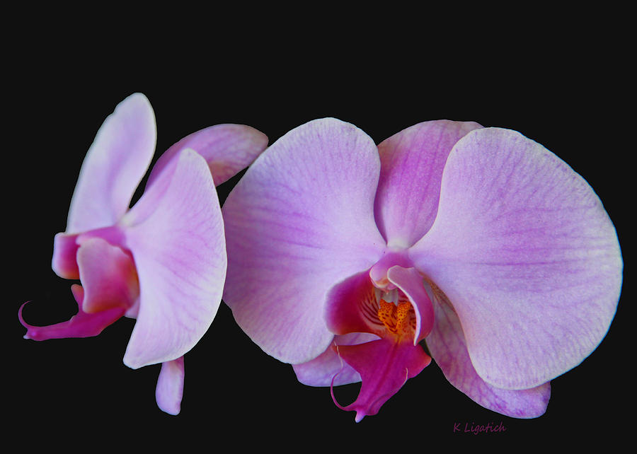 Phalaenopsis Orchid in Pinks and Orange Photograph by Kerri Ligatich