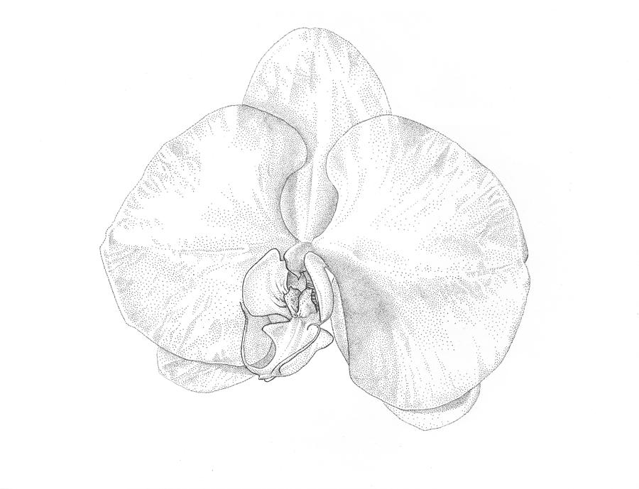 Orchid Drawing - Phalaenopsis Orchid by Logan Parsons