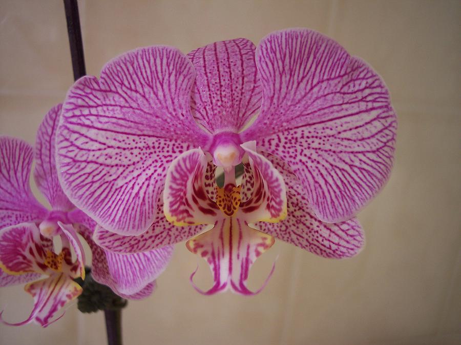 Phalaenopsis Orchid Photograph by Marlene Challis