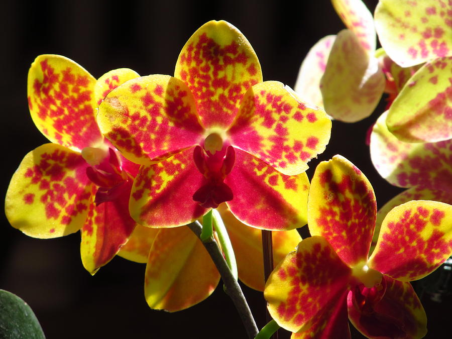 Phalaenopsis Orchids Photograph by Alfred Ng