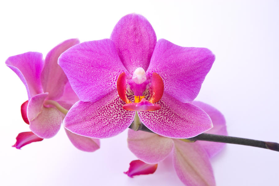 Phalaenopsis Pink Moth Orchid Flower Photograph By Nick Jay Fine Art