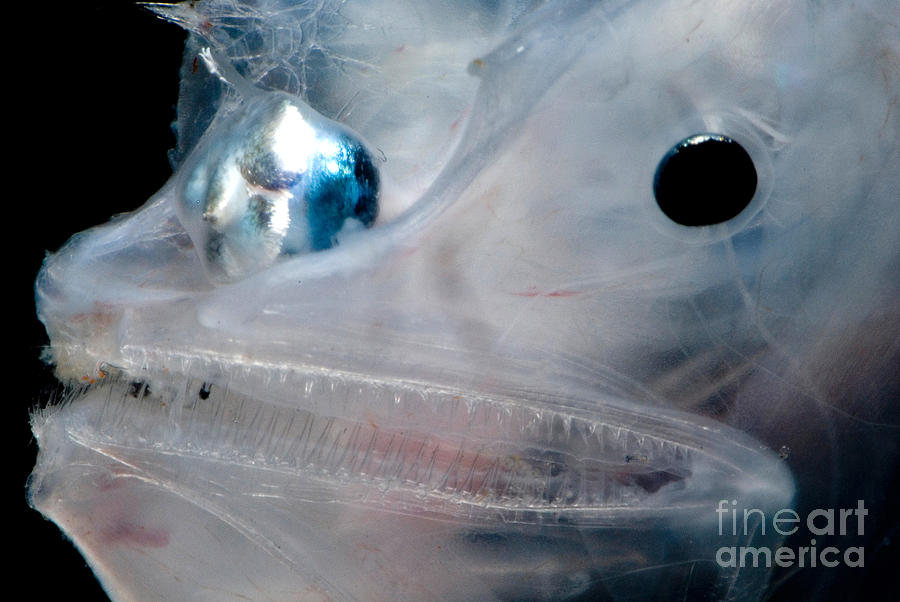 Phantom Anglerfish Photograph by Dant Fenolio