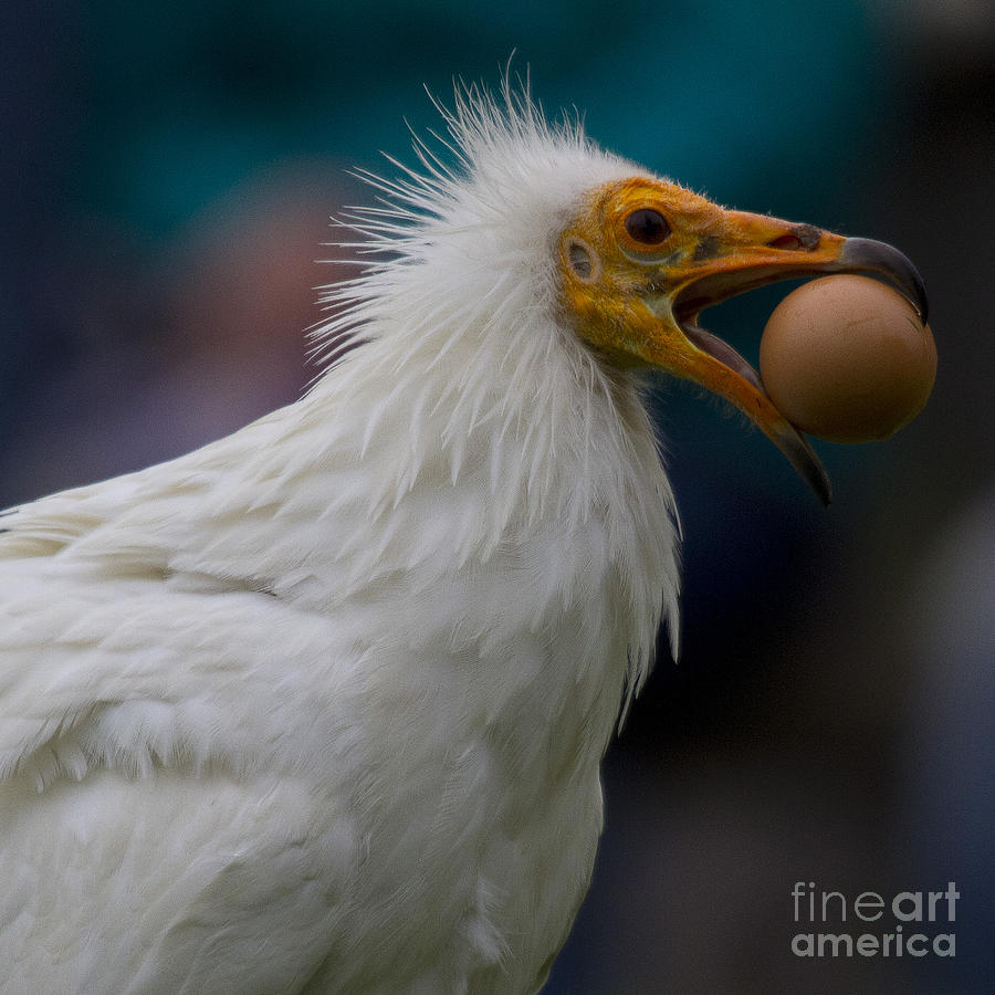 Pharaos Chicken  Photograph by Heiko Koehrer-Wagner