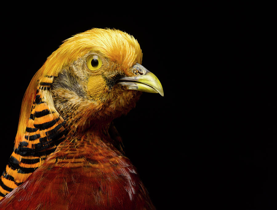 Pheasant Against Black Background, Close-up Photograph by Jeffrey Hamilton