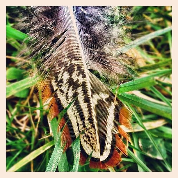 Pheasant Photograph - Pheasant Feather! #feather #pheasant by Robert Campbell
