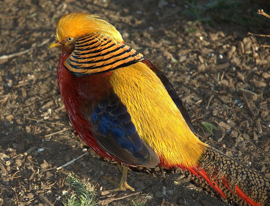 Pheasant In Morning Light Photograph by Bruce Carpenter
