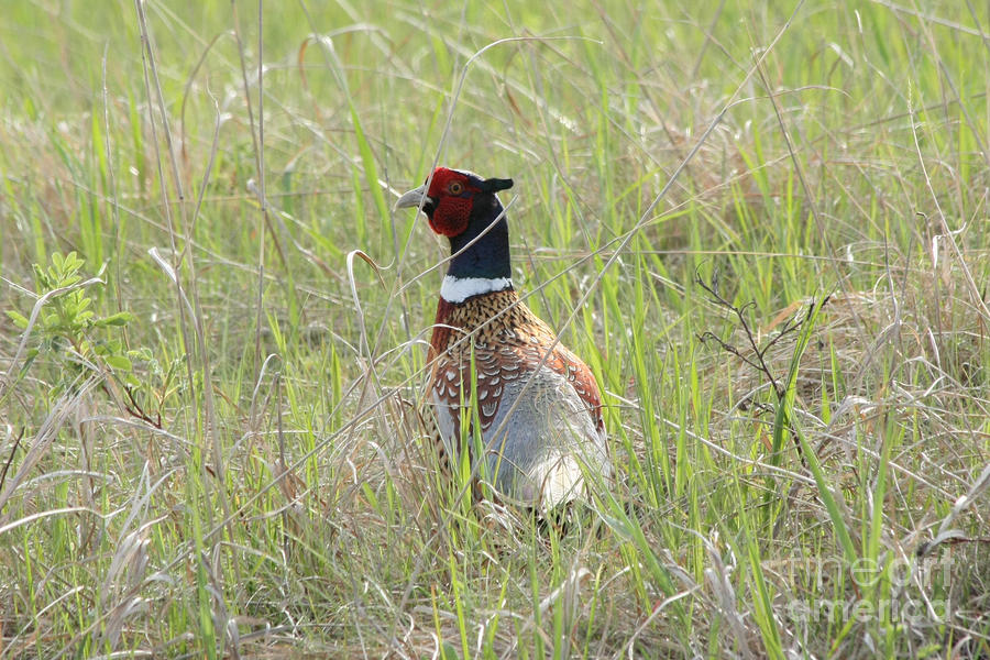 Pheasant Photograph - Pheasant in the grass by Lori Tordsen