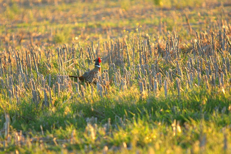 Pheasant into the lIght Photograph by Shirley Heier