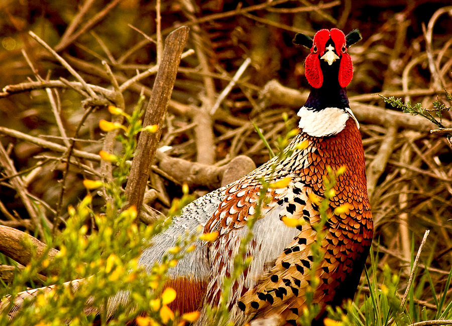 Pheasant Photograph by Jean Noren