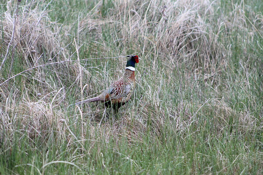Pheasant Run Photograph by Kellie Crisco
