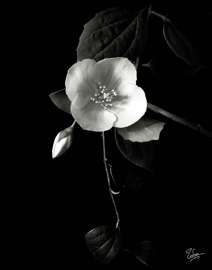 Philadelphus in Black and White Photograph by Endre Balogh