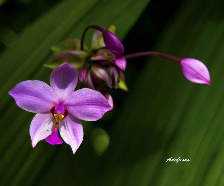 Philippine Ground Orchid Photograph by Angelito De Jesus