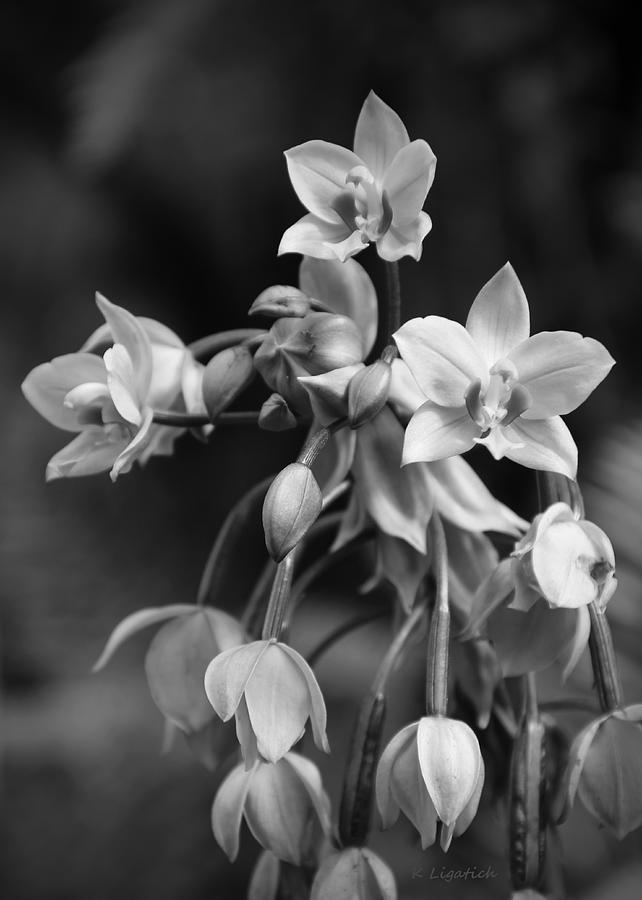 Philippine Orchids in Black and White Photograph by Kerri Ligatich