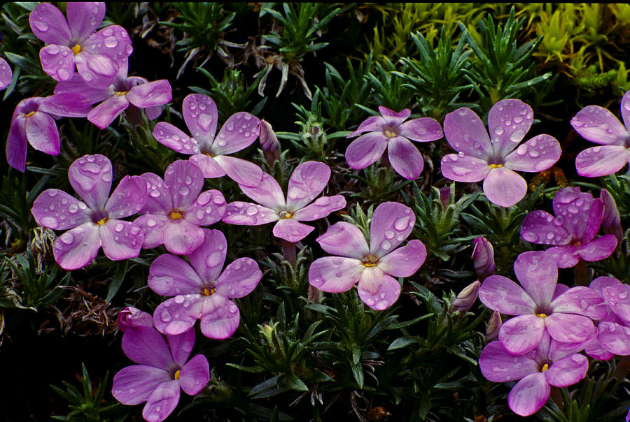 Phlox After A Rain Photograph by Eric Albright