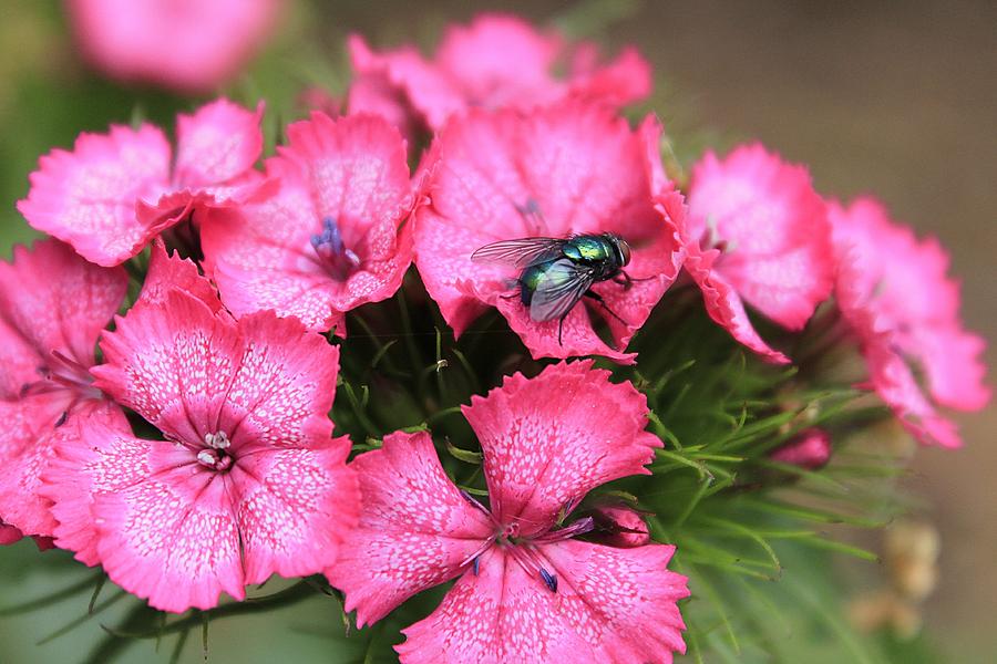 Phlox and Fly Photograph by Scott Hovind