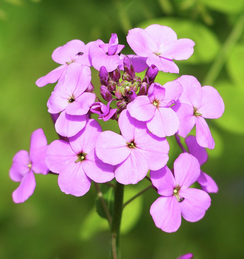 Phlox Photograph by Cathy Sosnowski - Fine Art America