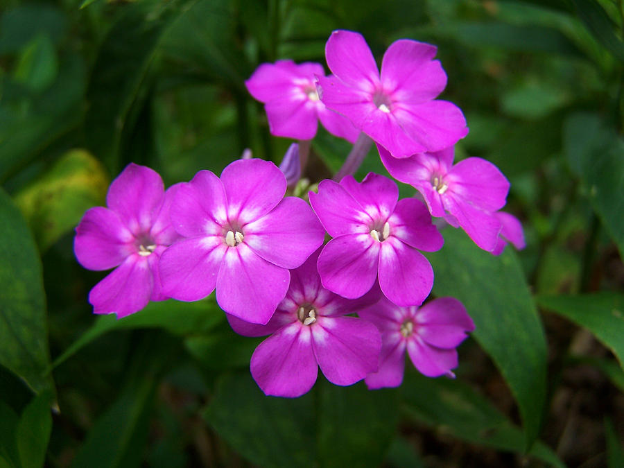 Phlox in Bloom Photograph by Bill Pevlor