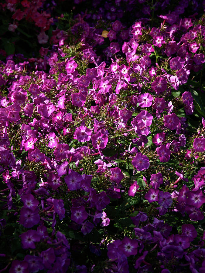 Ke Photograph - Phlox by Jouko Lehto Ke Photograph - Phlox by Jouko Lehto