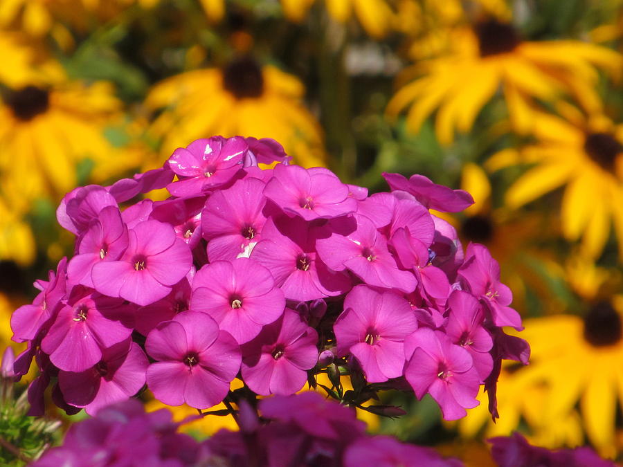 Phlox With Yellow Photograph by Alfred Ng