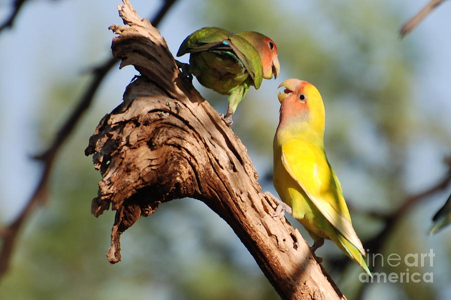 Lovebird Photograph - Phoenix Valley Lovebirds by  Ken Klinger