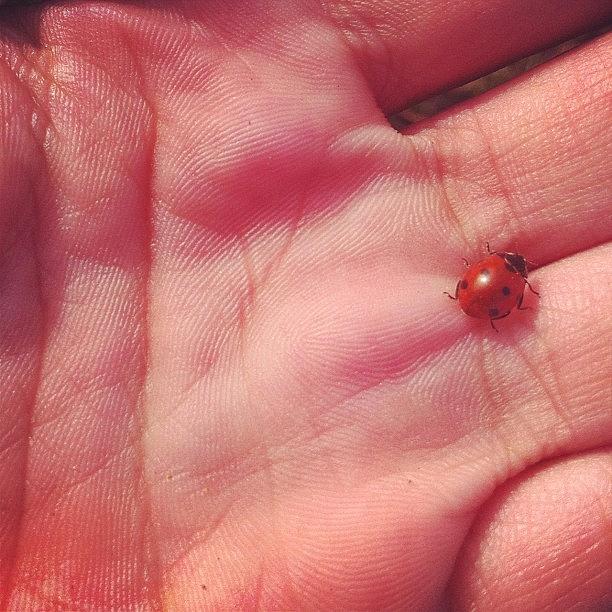 Ladybug Photograph - #phoneography #domlnlc #photooftheday by A U ✝