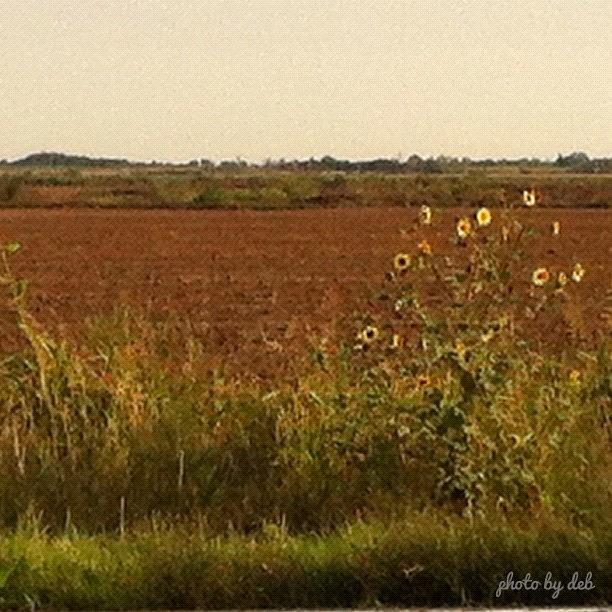 Summer Photograph - #phonto #nofilter #sunflower #field by Deb Lew