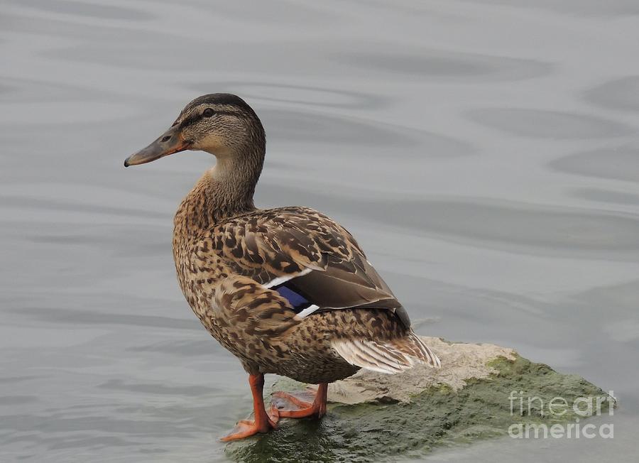 Duck Photograph - Photo by Cristy Crites