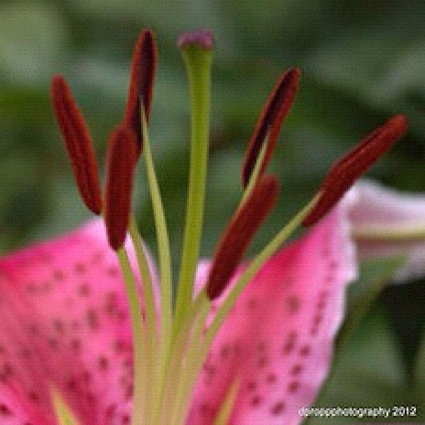 Lily Photograph - #photo #photography #macrophotography by Darryl Propp