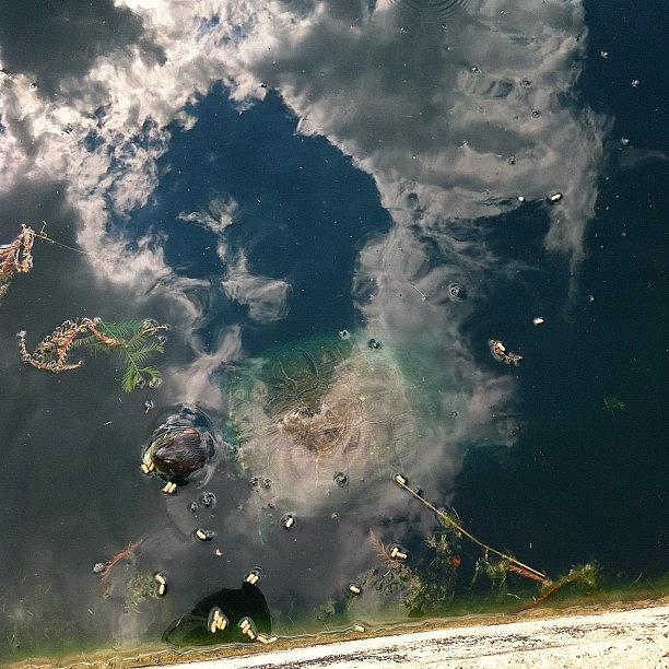 #photoadayaug Day 9: Messy--a Turtle Photograph by Alexia Galindo