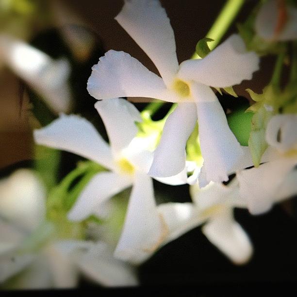 Star Photograph - #photoadaymay A Smell You Adore #star by Rainey Shafer