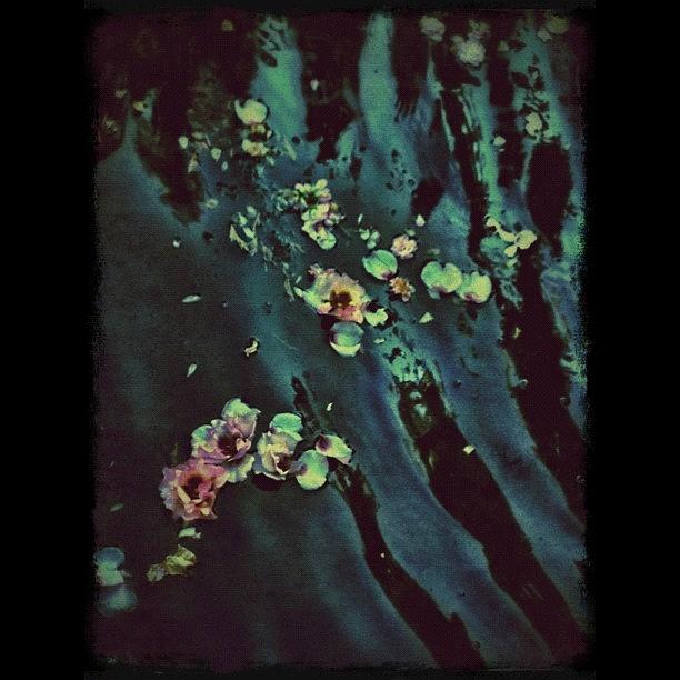 Rose Photograph - #photoforge by Rita Frederick