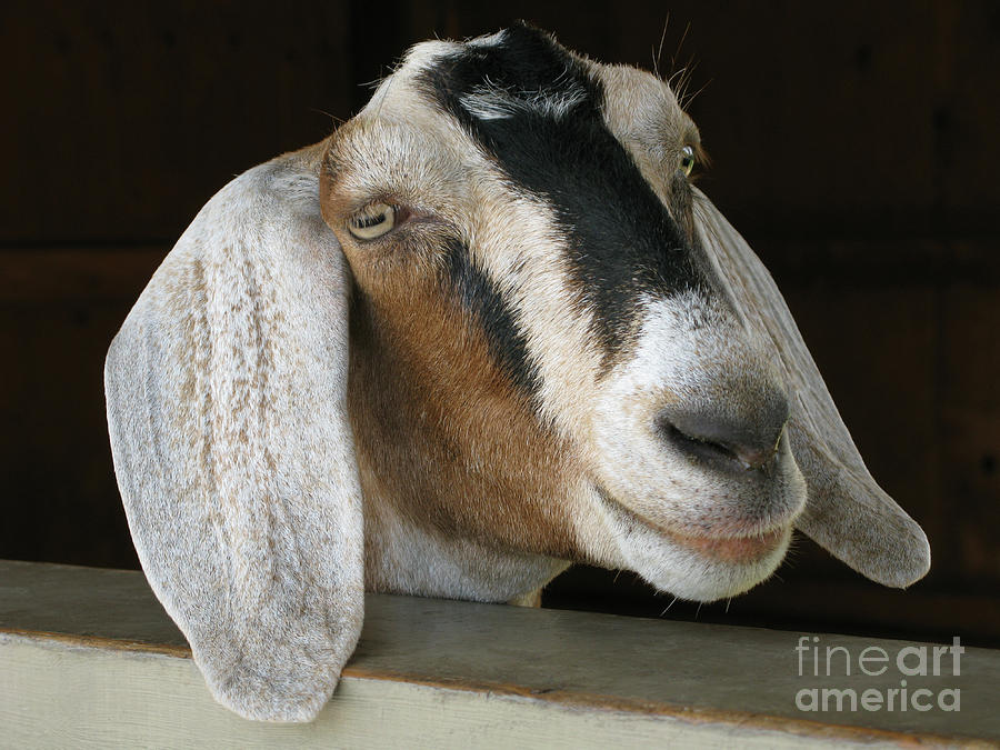 Photogenic Goat Photograph