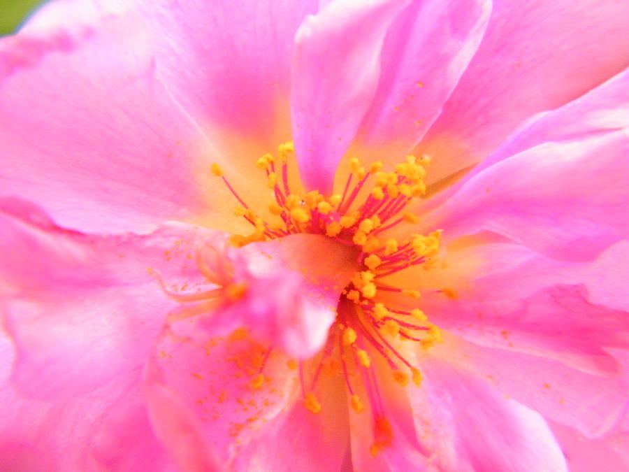 Photogenic Pink Posy Close Up Photograph by Mary Sedivy - Fine Art America