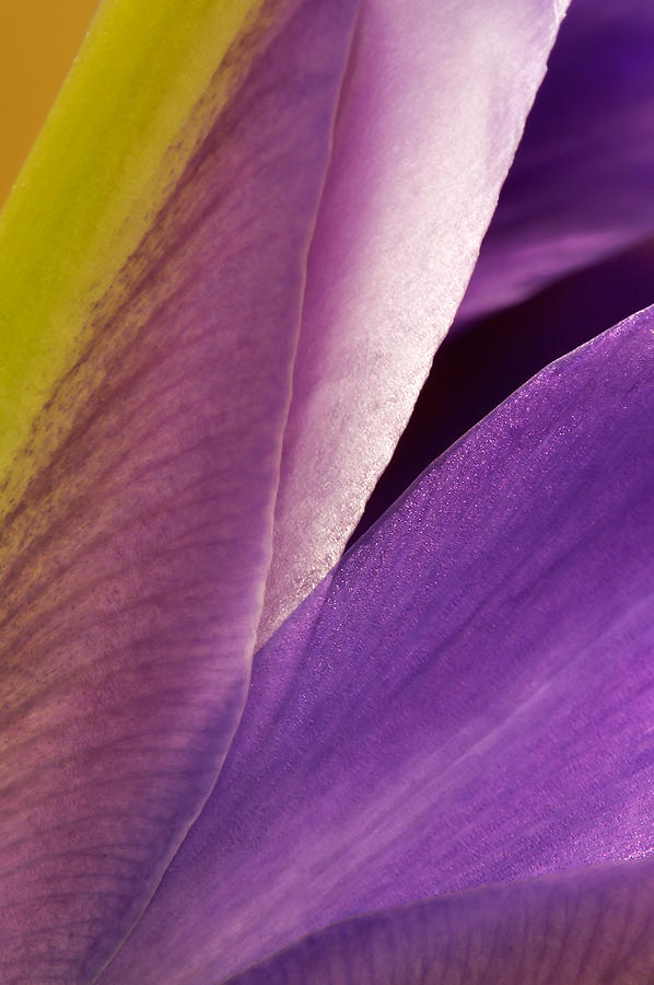 Photograph of a Dutch Iris Photograph by Perla Copernik