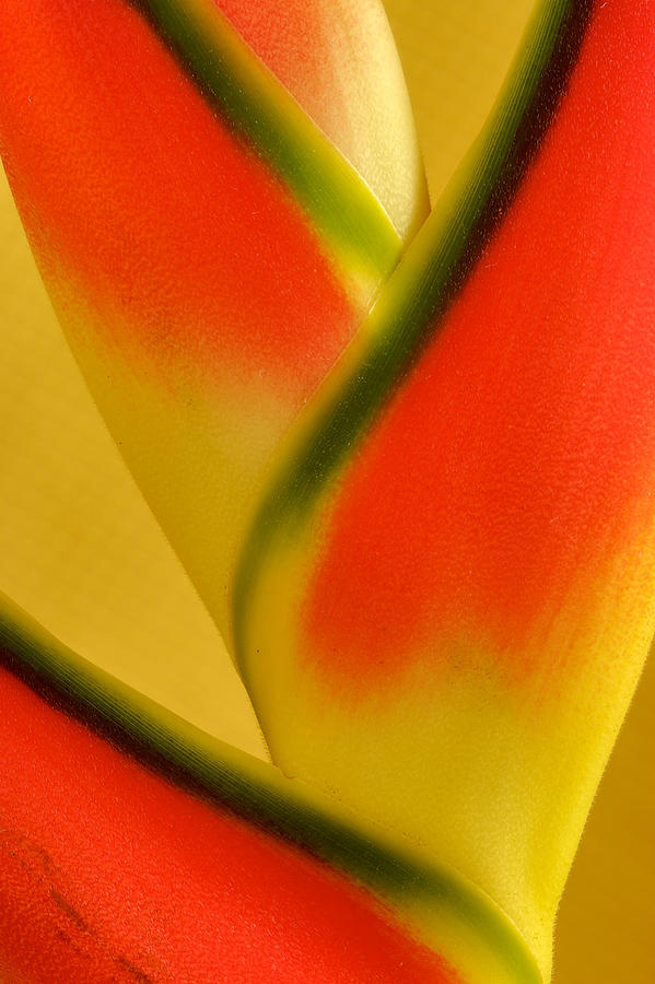 Photograph of a Lobster Claws Heliconia Photograph by Perla Copernik