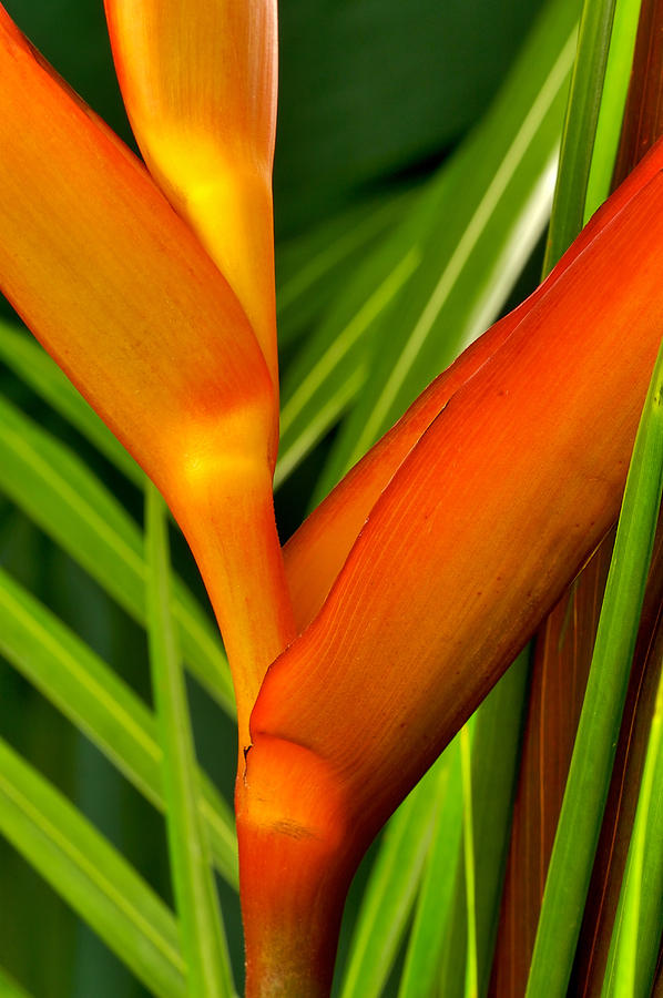 Photograph of a Parrot Flower Heliconia Photograph by Perla Copernik