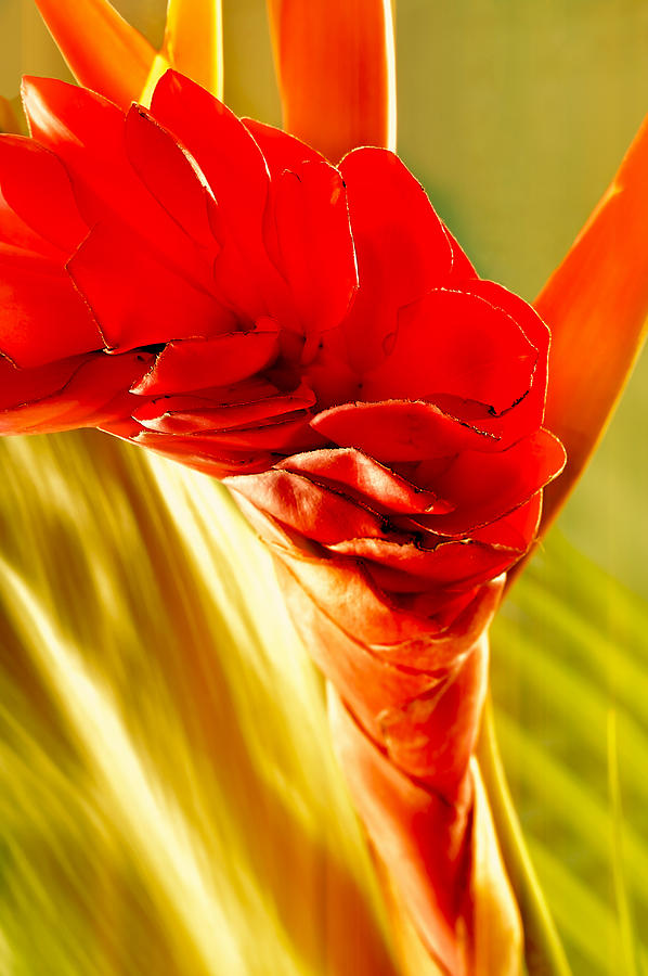Photograph of a Red Ginger Flower Photograph by Perla Copernik