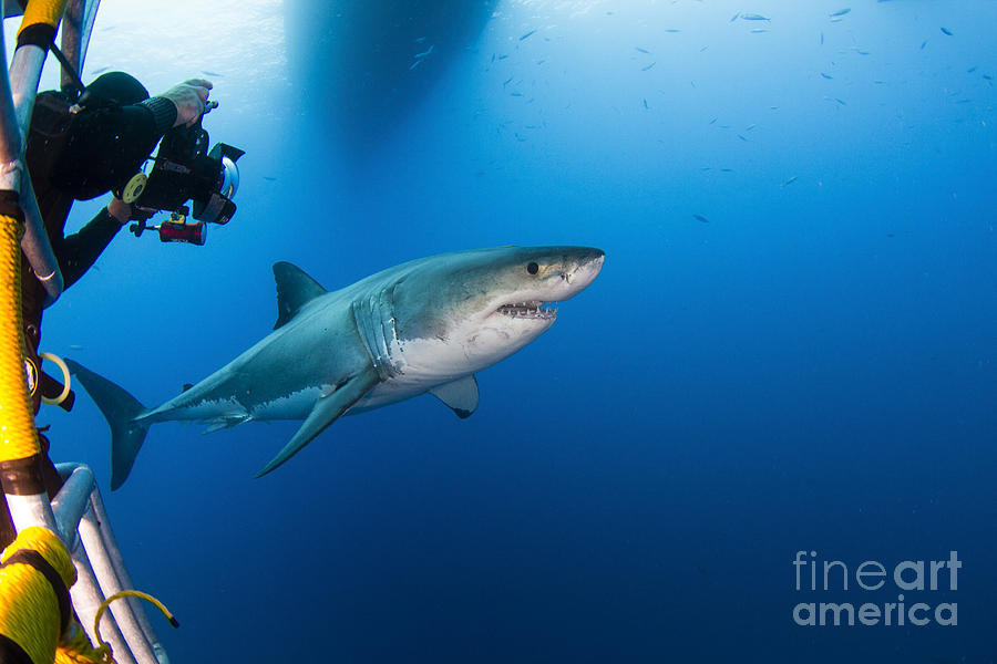 Great White Shark Photograph - Photographer Taking A Picture Of A Male by Todd Winner