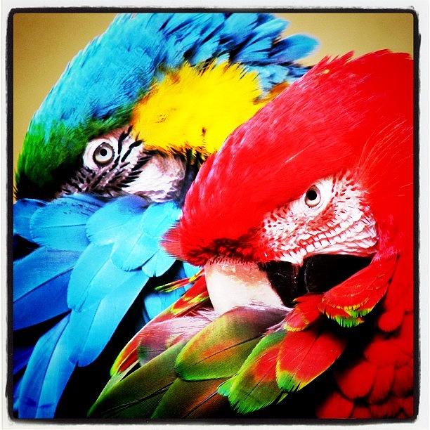 Nature Photograph - #photooftheday #animal #bird #couple by Carlos Reyes