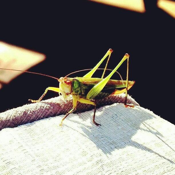 Insects Photograph - #photooftheday #instaprints #insects by Nicole Plows
