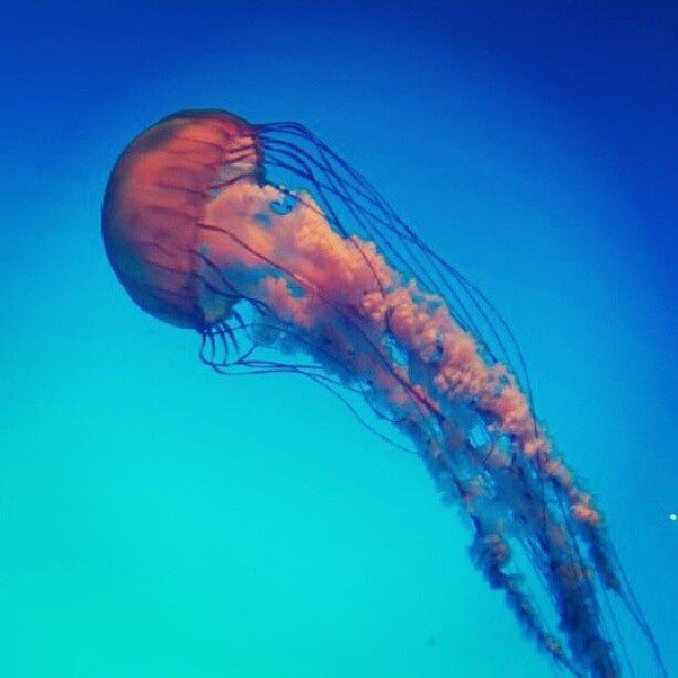 Nature Photograph - #photooftheday #jellyfish #nature by Nicole Plows