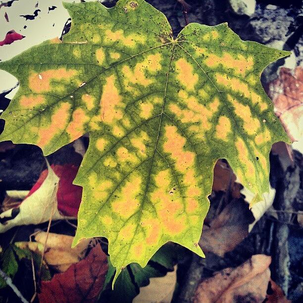 Nature Photograph - #photooftheday #leaves #nature by Nicole Plows