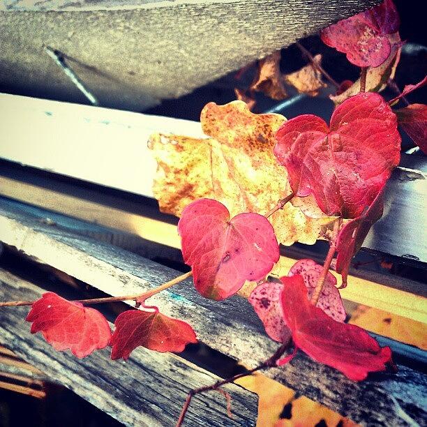 Nature Photograph - #photooftheday #nature #fall #instagram by Nicole Plows