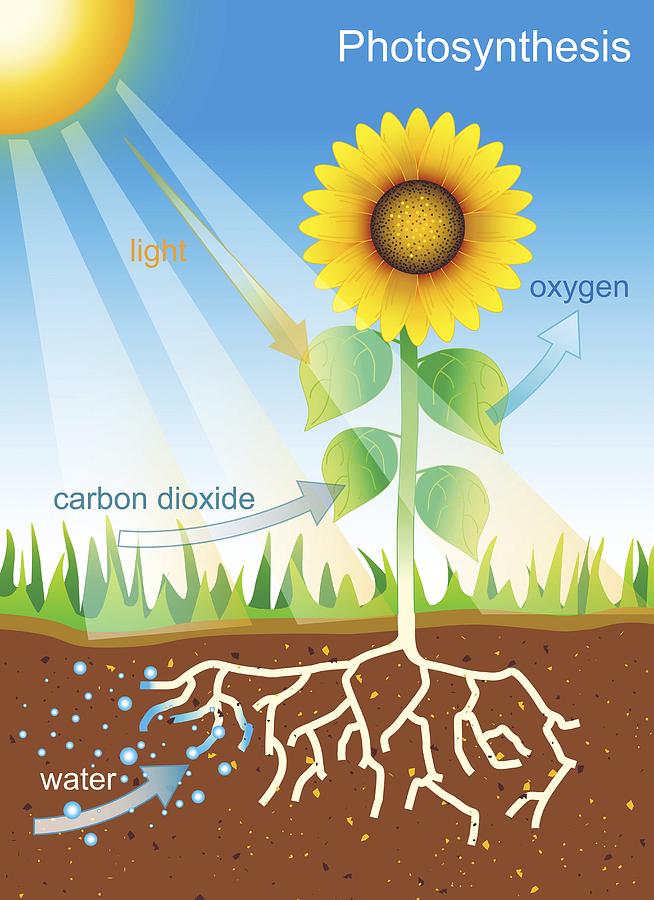 Nature Photograph - Photosynthesis, Illustration by David Nicholls